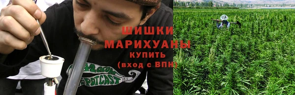 прущие грибы Бородино